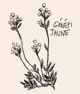 illustration en noir de la plante génépi jaune