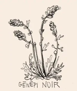 illustration noir de la plante génépi noir