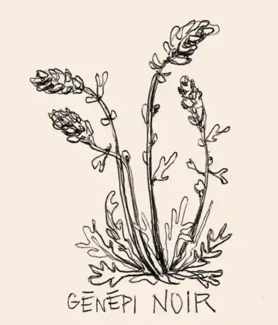 illustration noir de la plante génépi noir