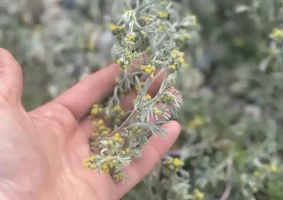 photo d'une fleur de génépi