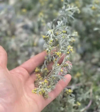 photo d'une main avec du génépi.